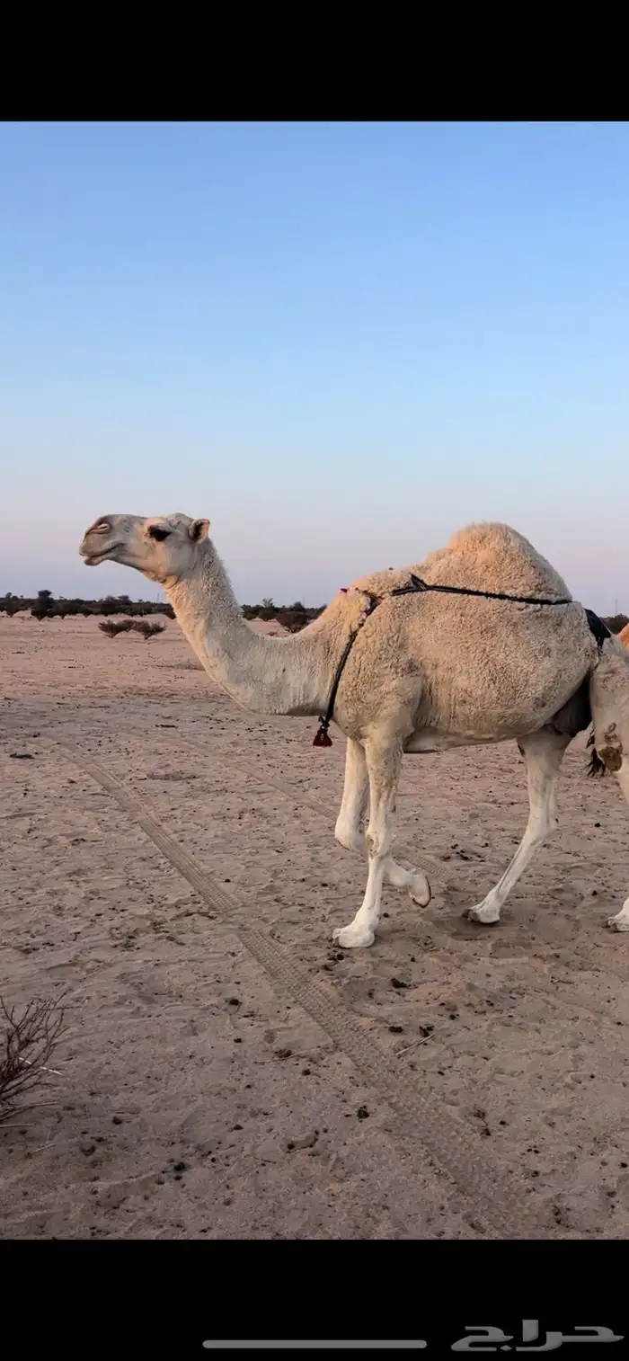 4 ضرايب للبيع 1