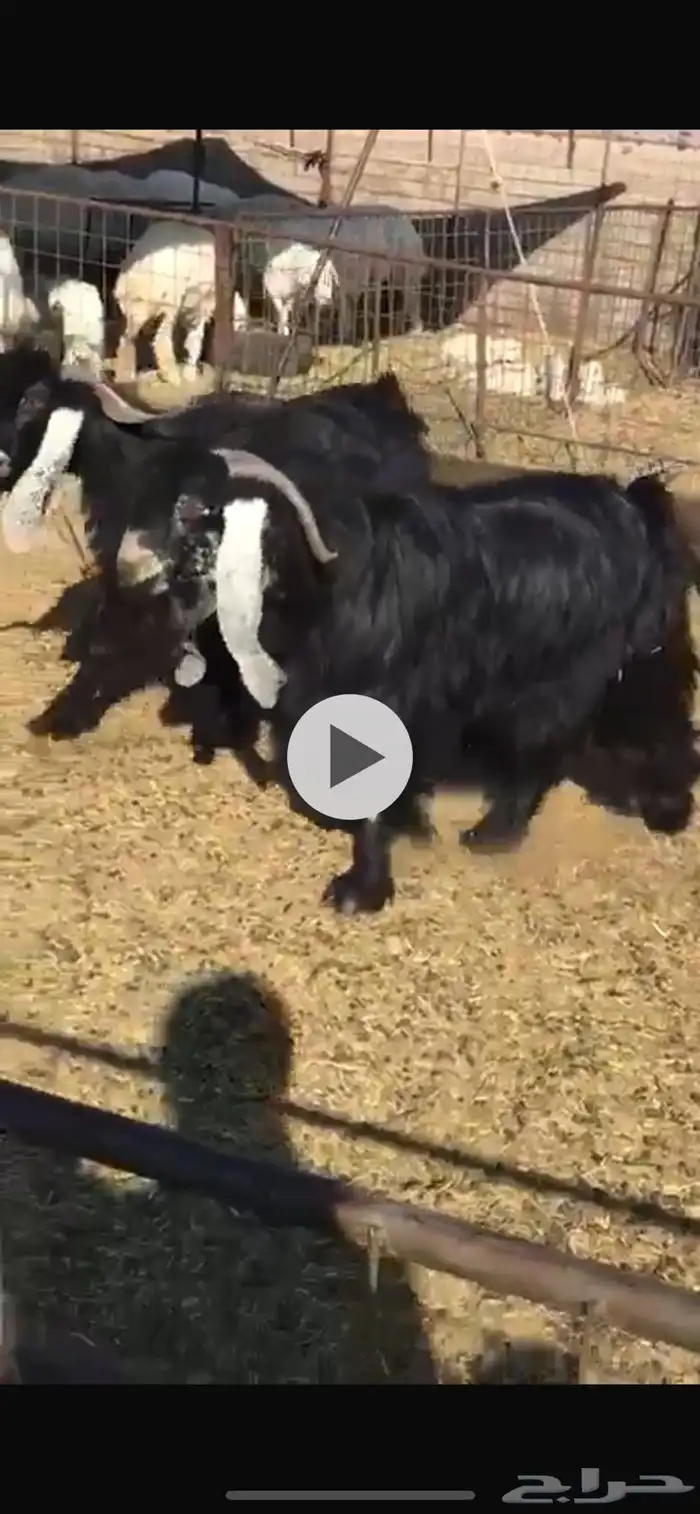 تيوس فحول عوارض 0