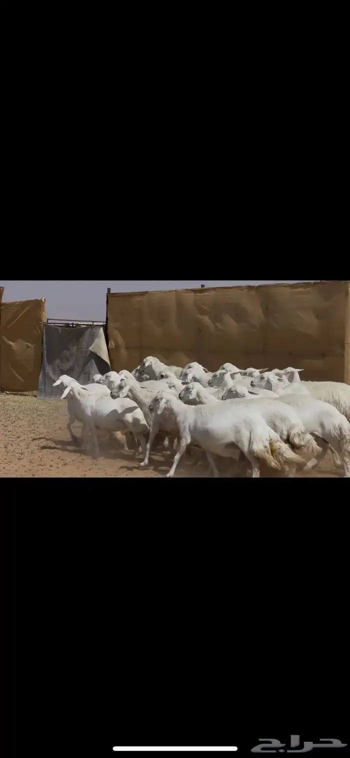 ضان حرش صنف الصنف 7