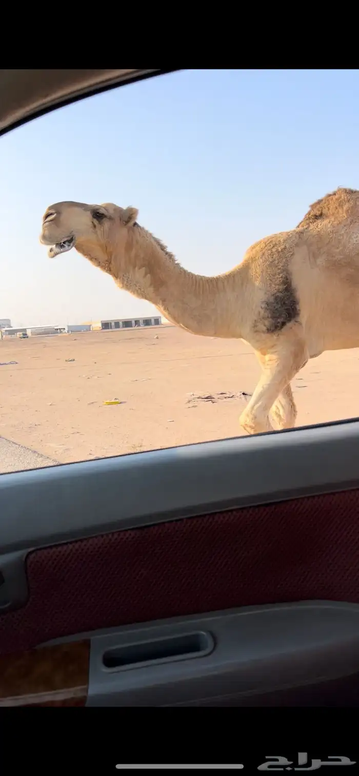 فحل رماني كفو طفاح وممشى وطبع 0