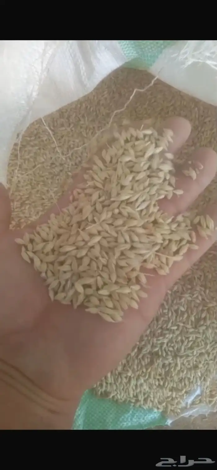 شعير سداسي مغربل جاهز وزن 50 كيلو   وزن 40 كيلو للكيس 0
