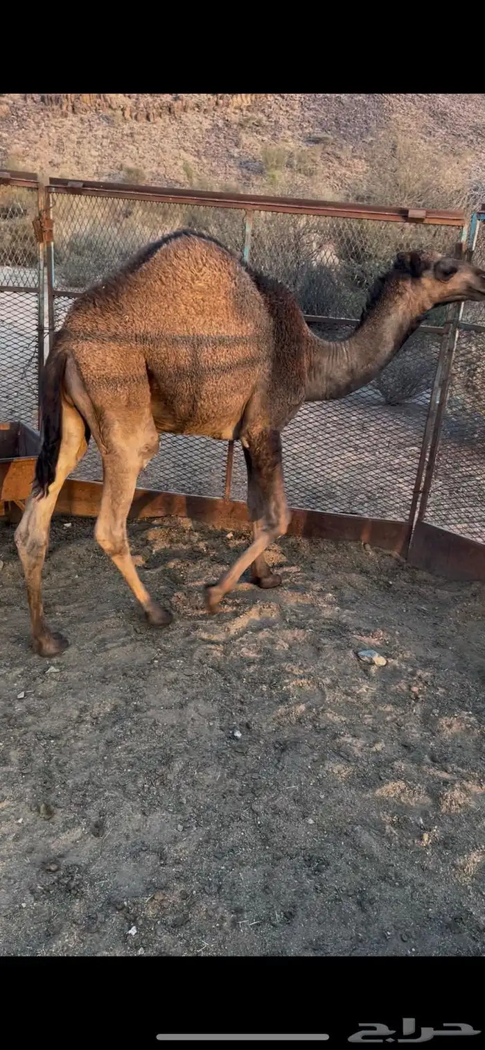 قعدان للبيع مفاريد 2