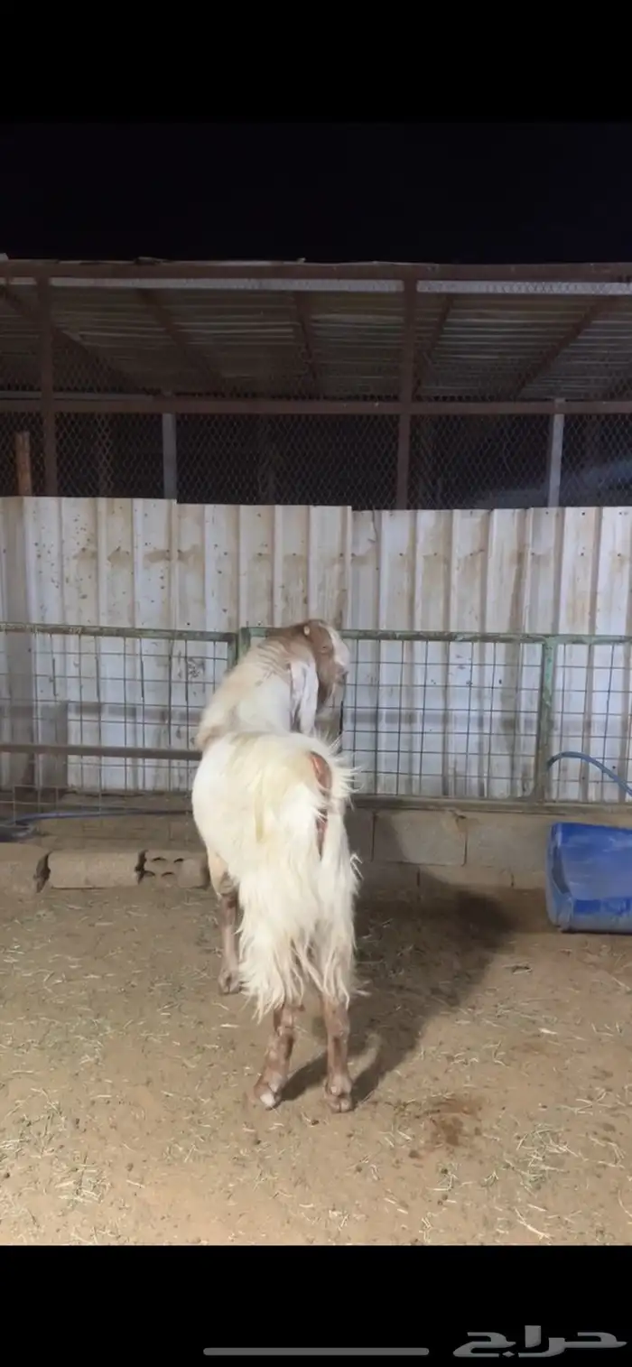 تيس فحل مشروك 0