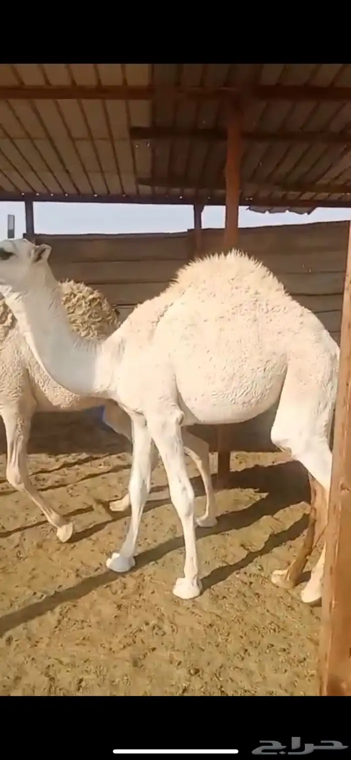 للبيع قعودين مفاريد على الحليب 0