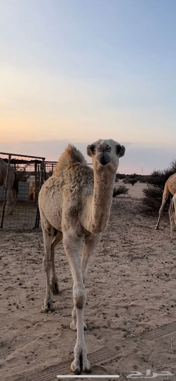 4 ضرايب للبيع 3