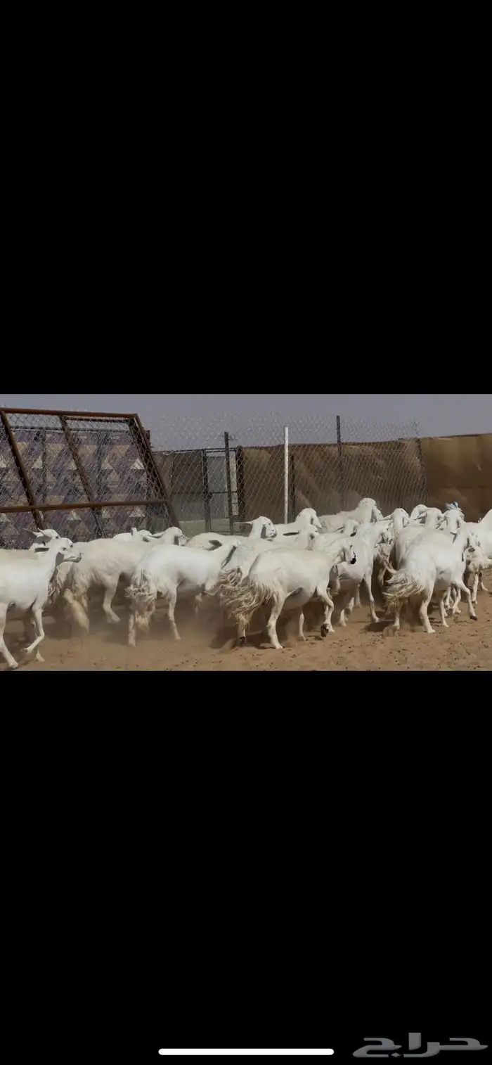 ضان حرش صنف الصنف 6