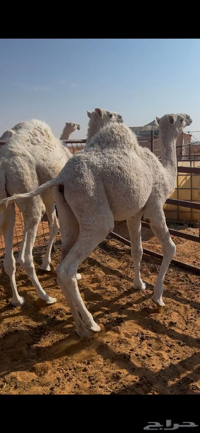 قعدان للبيع 0