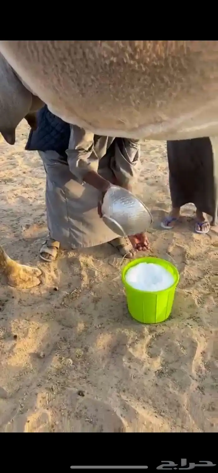 خلفه مناح رقم واحد تعبي سطل 1