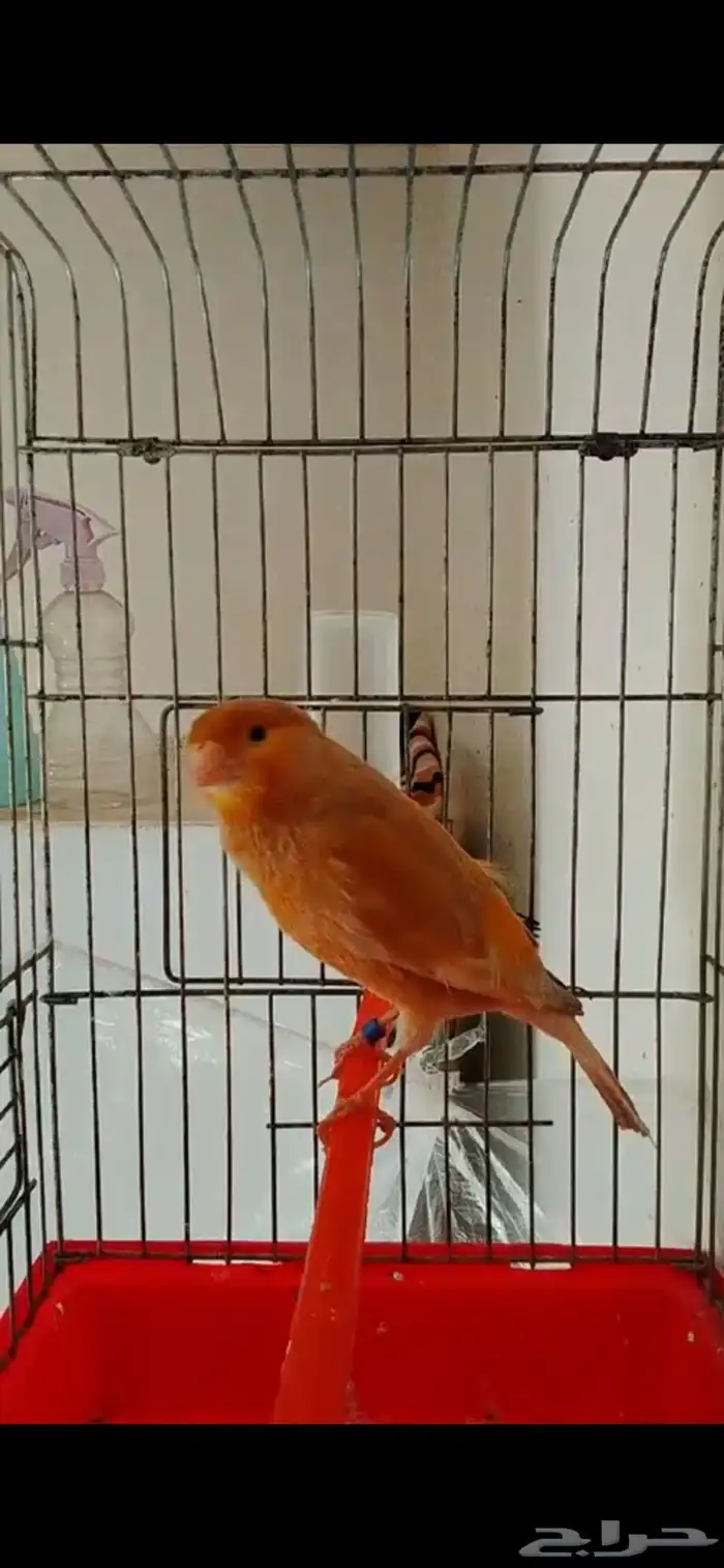 ذكر كناري تغريد شف الفيديو 250 ريال 0