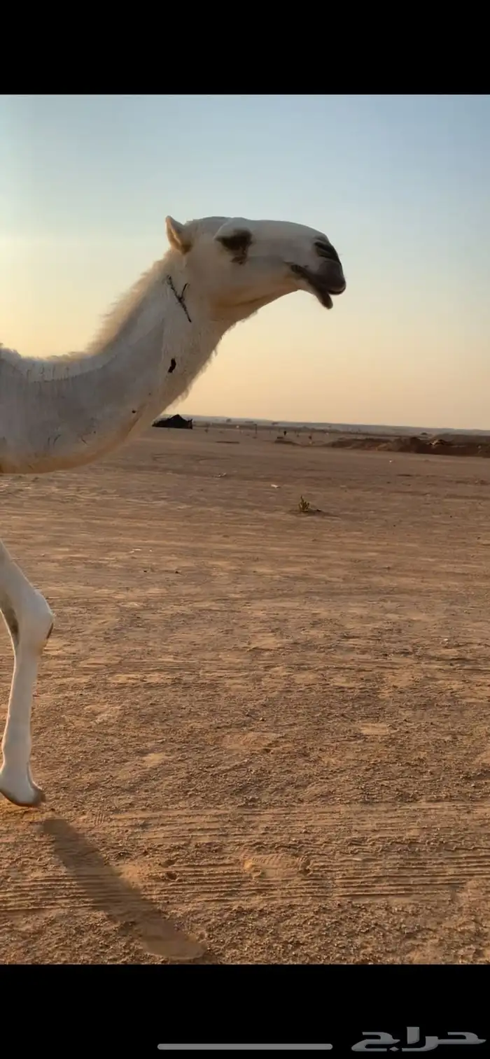 بكره حقه طيبه وضحاء برده للبيع 1