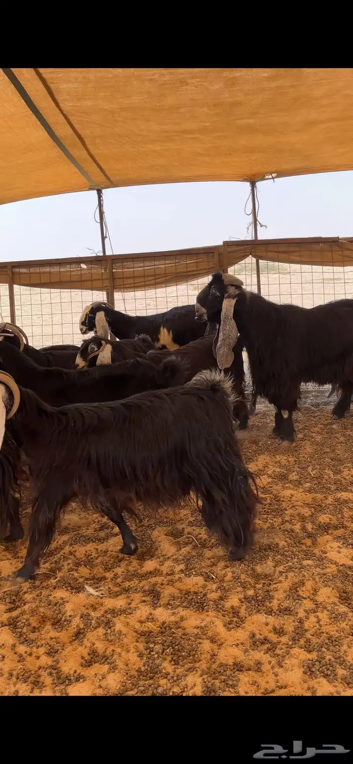 معزا عوارض خلفات 0