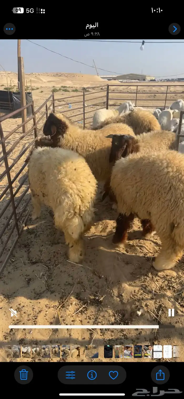 نعيم رخال فل ذبايح 1