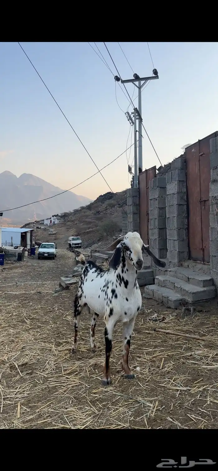 تيس فحل للبيع 1