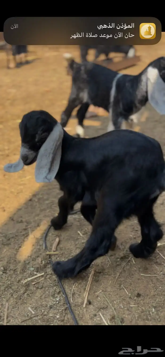 تيسين العمر 23 0