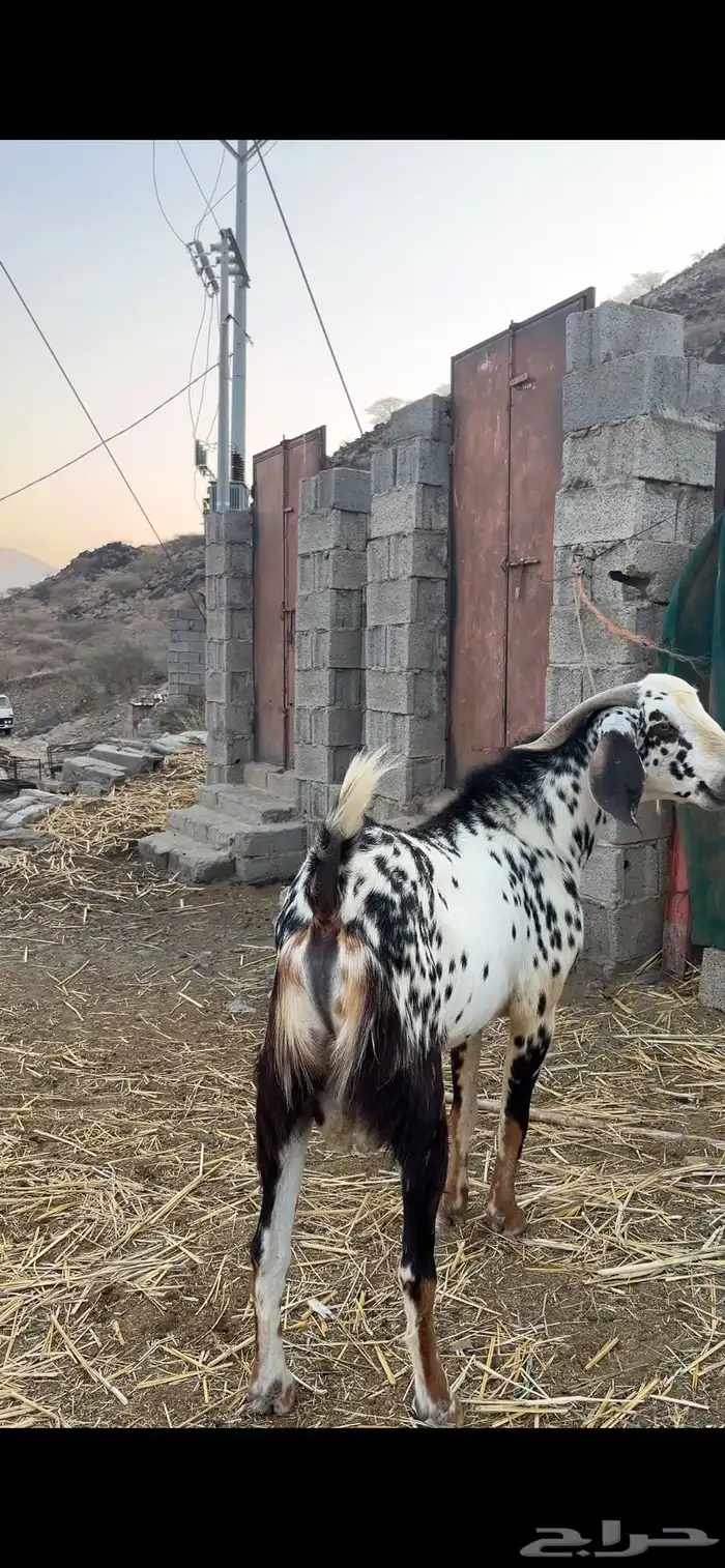 تيس فحل للبيع 0