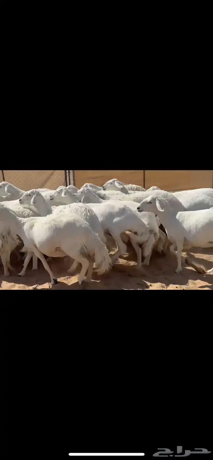 ضان حرش صنف الصنف 5