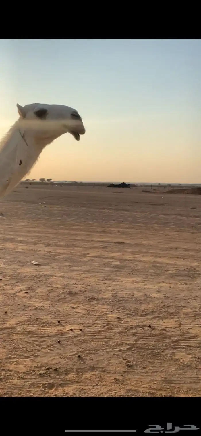 بكره حقه طيبه وضحاء برده للبيع 2