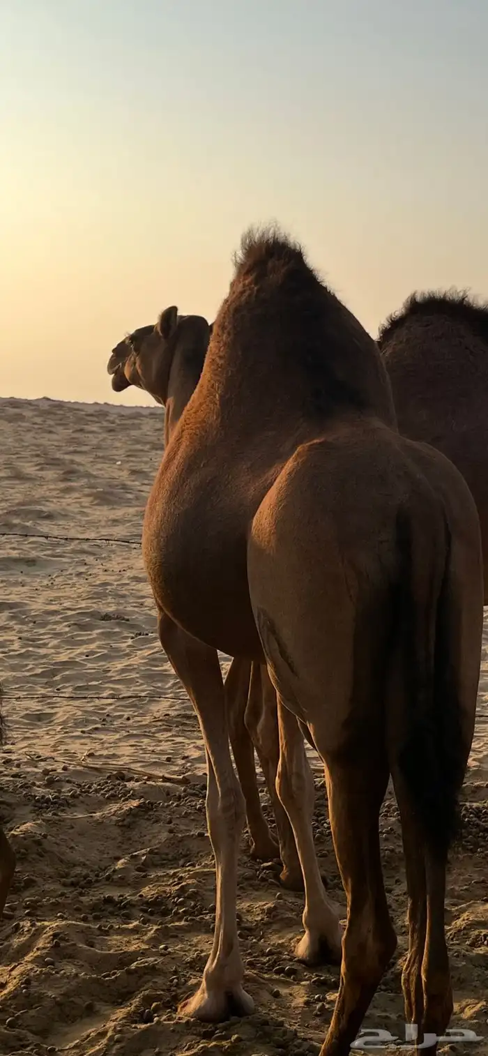 ناقة حمراء 5