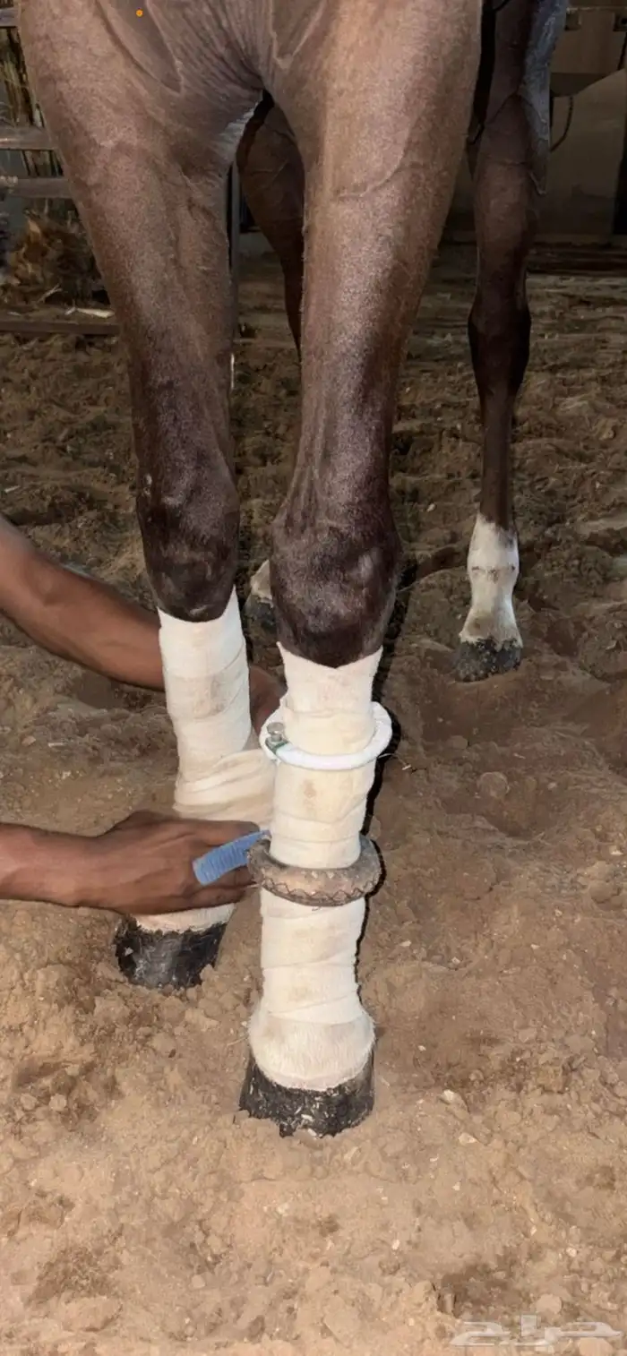 علاج كل امراض الخيل 1
