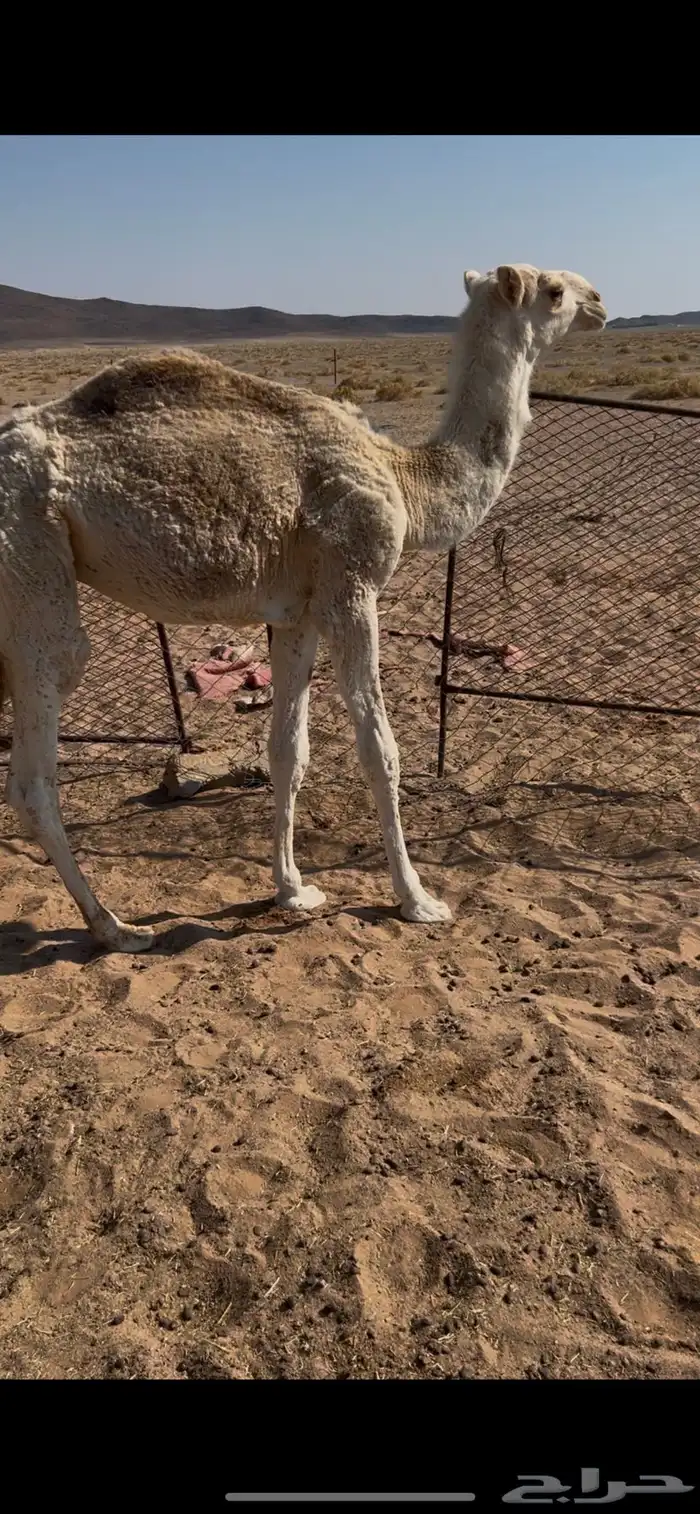 قعود تربية رقم واحد 0