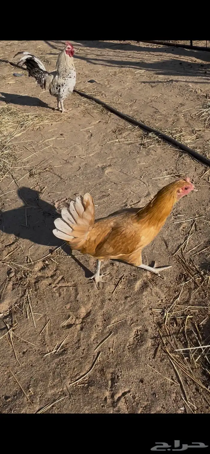 لبيع ديك و دجاجه 2