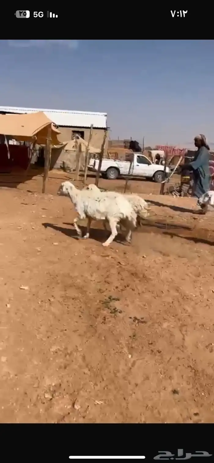 للبيع شياه 4