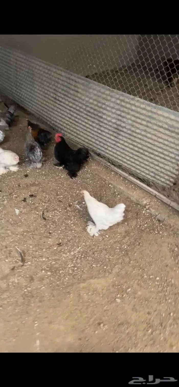 للبيع دجاج و ديوك كوشن 5