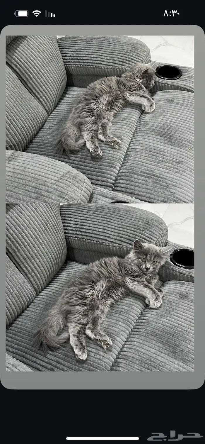 قطط اثنين تبني 0