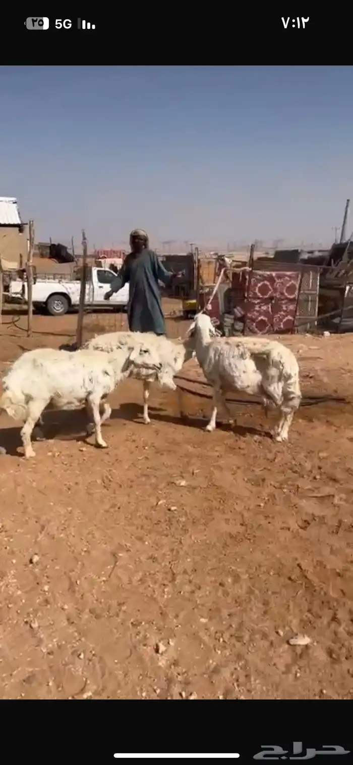 للبيع شياه 3