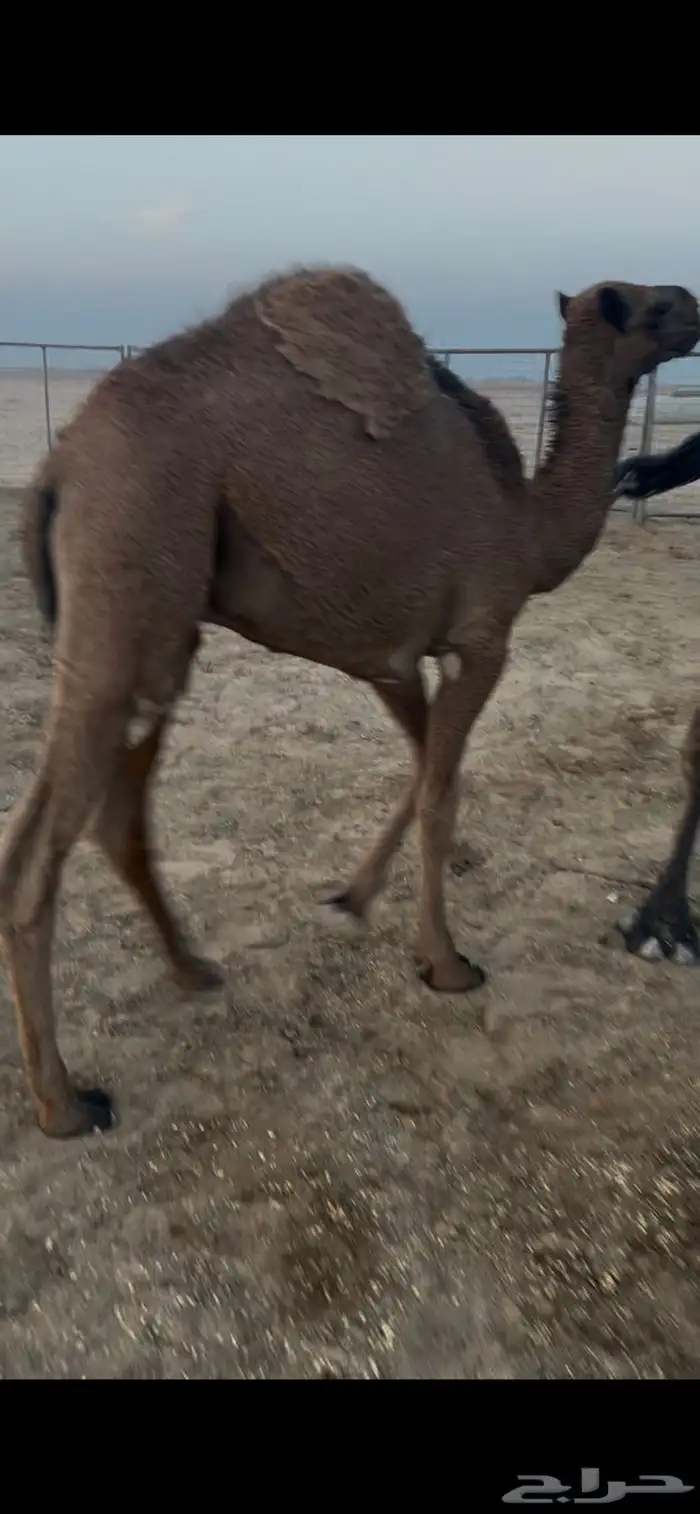 قعدان لبانيه تحت امهاتها 1