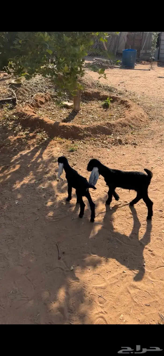 ذواغير للبيع 4