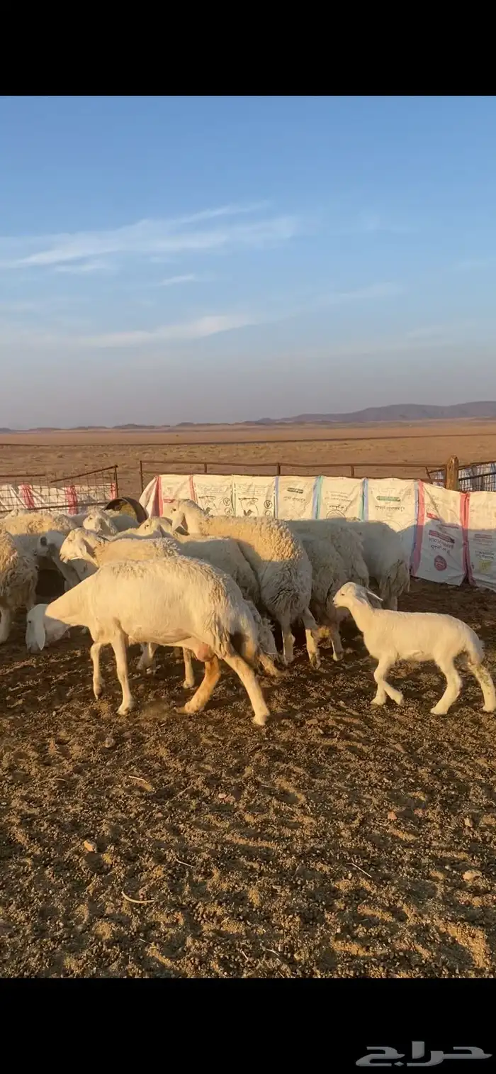 غنم خلفات 3
