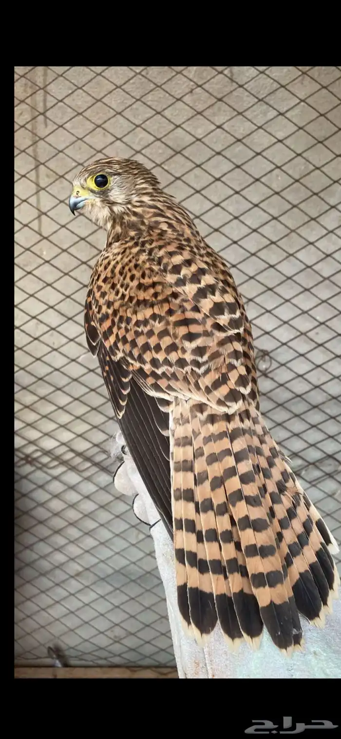 شبوط النعيرية 0