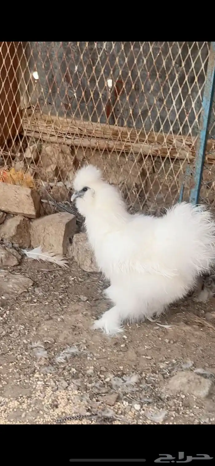 دجاج قطني امهات خوارج 3