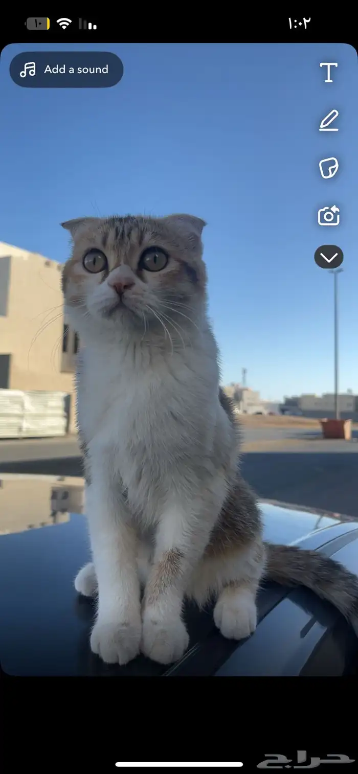 قطوه سكوتش فولد انثى تزاوج 1