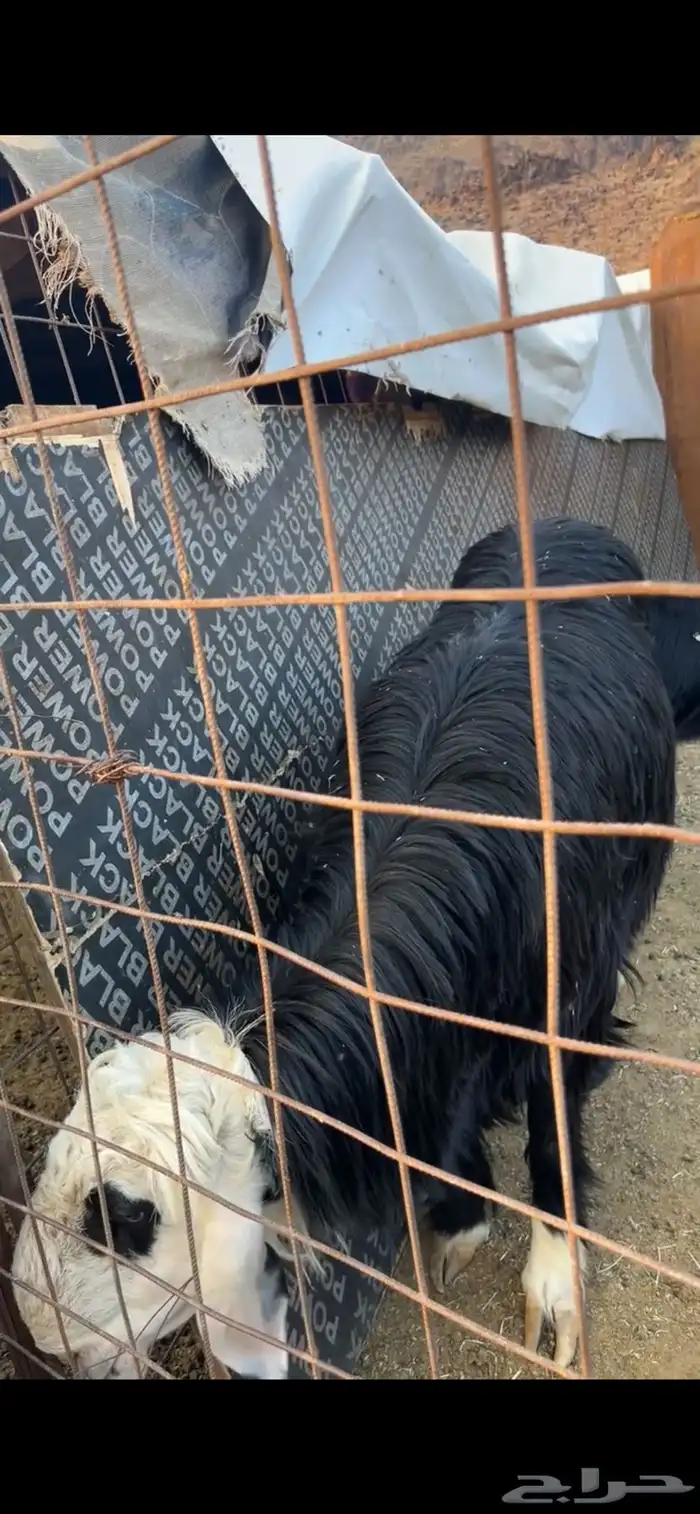 طلي جبر جذع 1