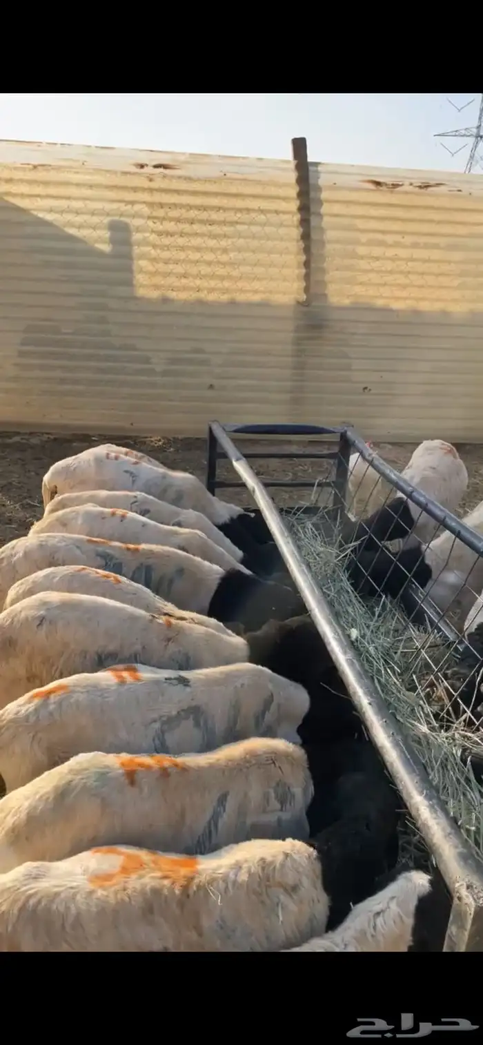 برابر جذعان تربيه العدد19 2