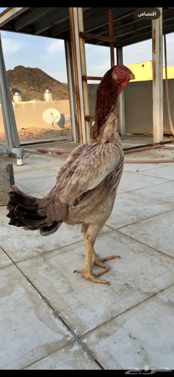 دجاج فارسي 1