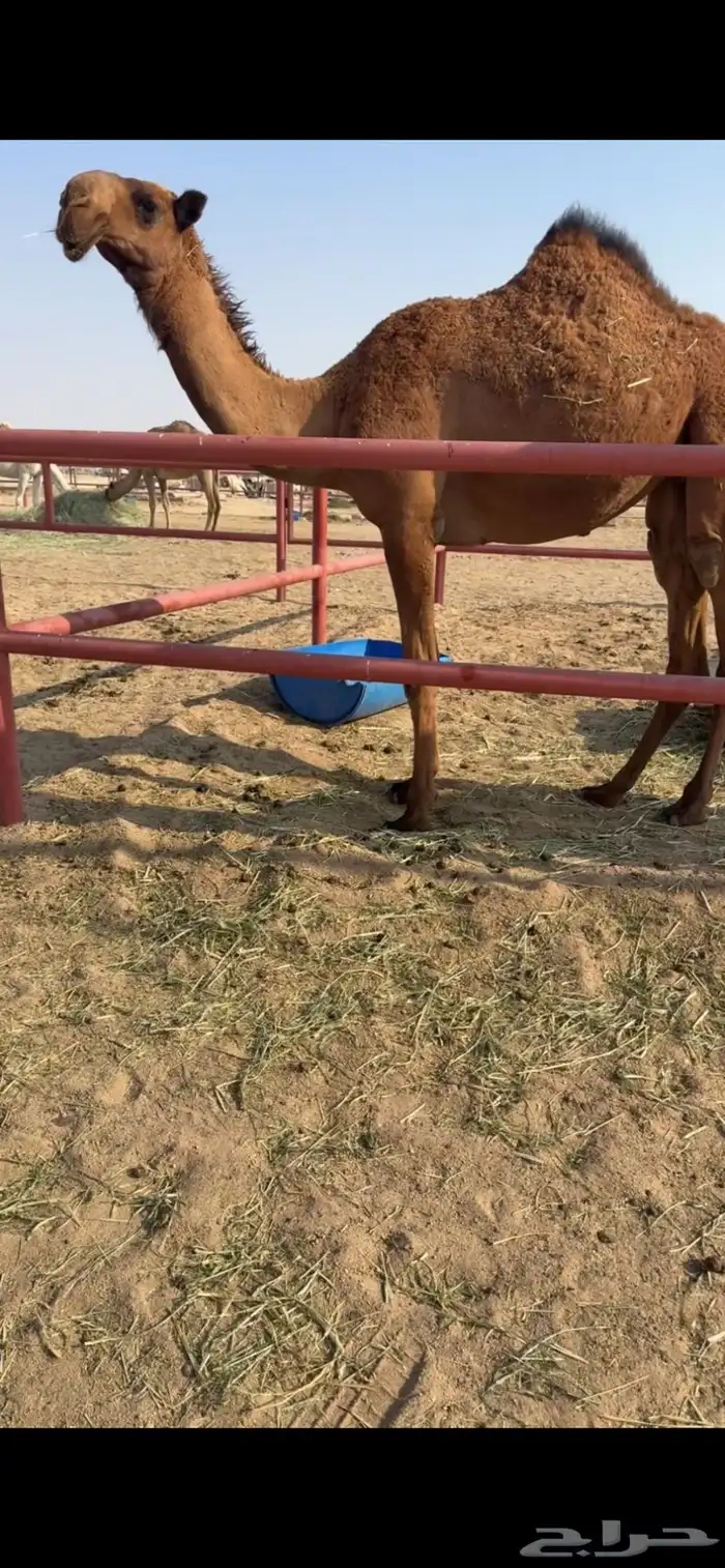 للبيع البكره الكفو ساسه دبيانيه 0