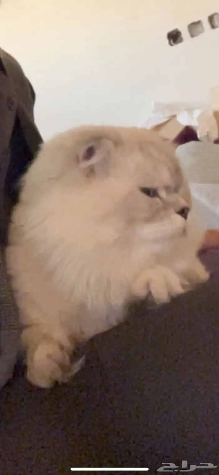 قط شيرازي ابيض أنثى وقط سكوتش ذكر 1
