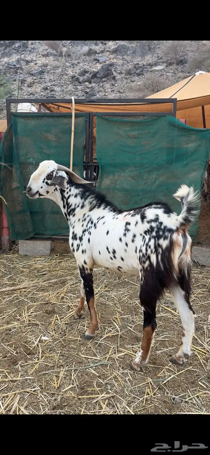 تيس فحل للبيع 3