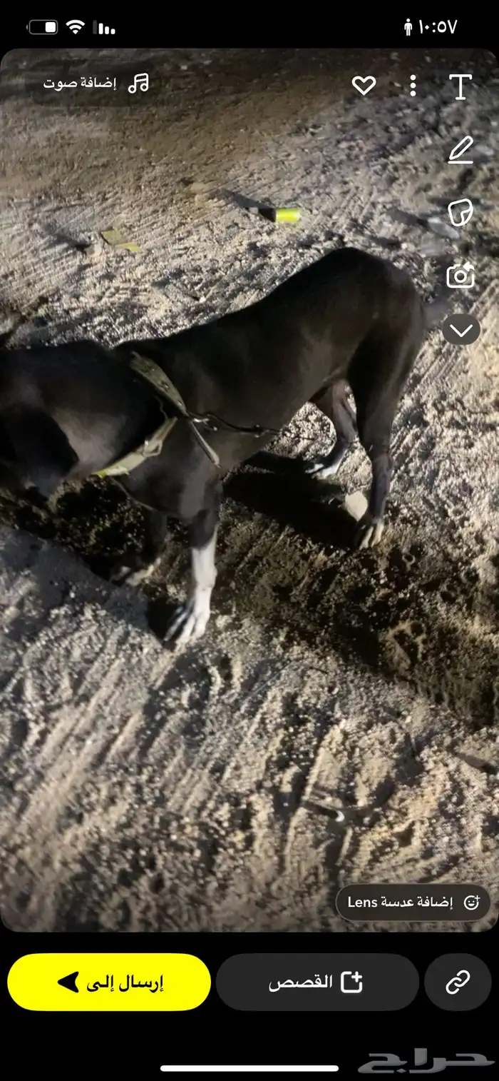 للبيع ذكر كلب هجين ينفع للحراسة ما شاء الله حجم الكلب كويس 1