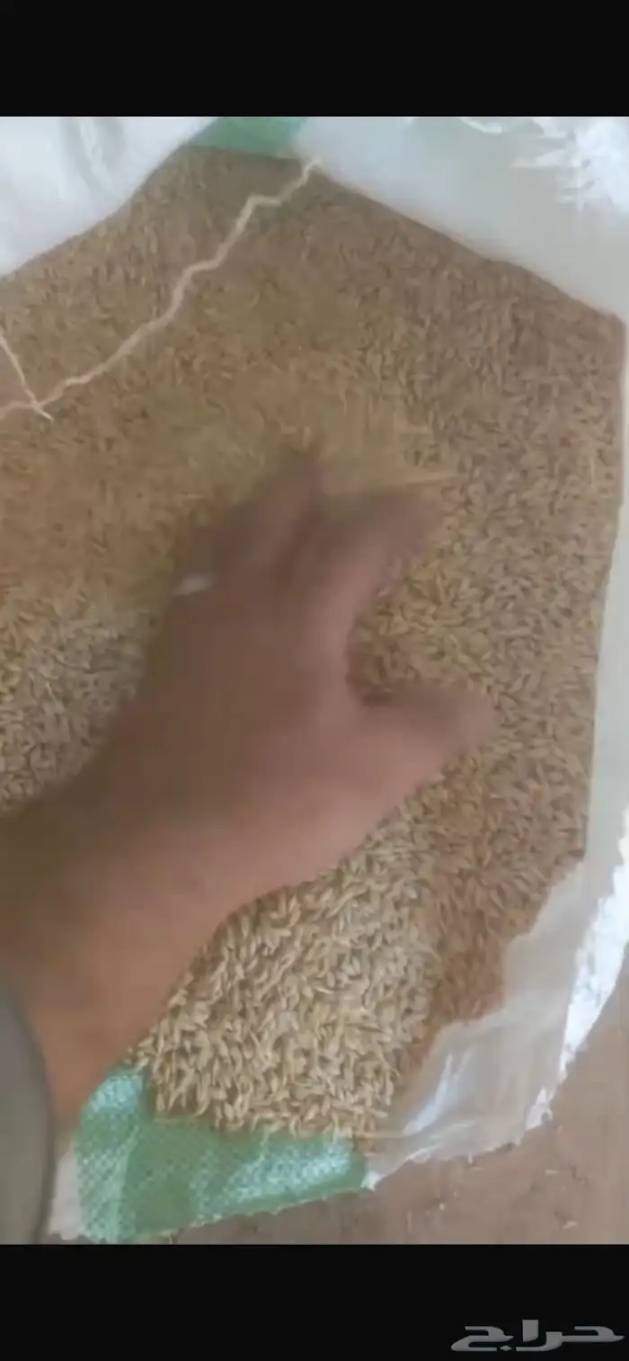 شعير سداسي مغربل جاهز وزن 50 كيلو   وزن 40 كيلو للكيس 2