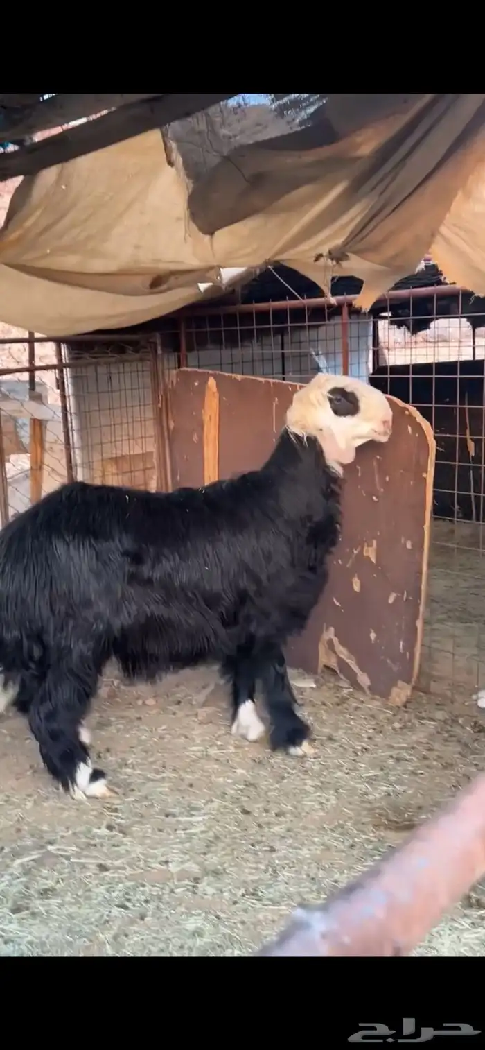 طلي جبر جذع 3