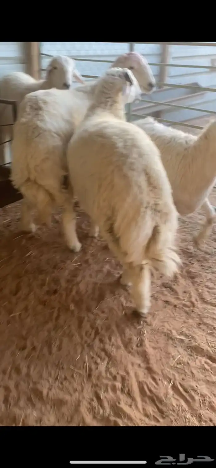 ذبيحتك إلى باب بيتك 4