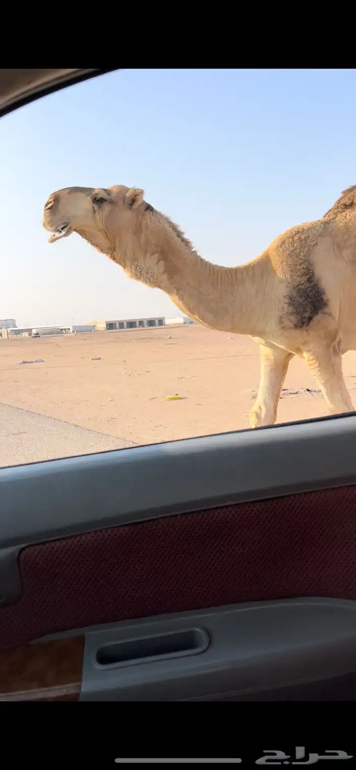 فحل رماني كفو طفاح وممشى وطبع 1