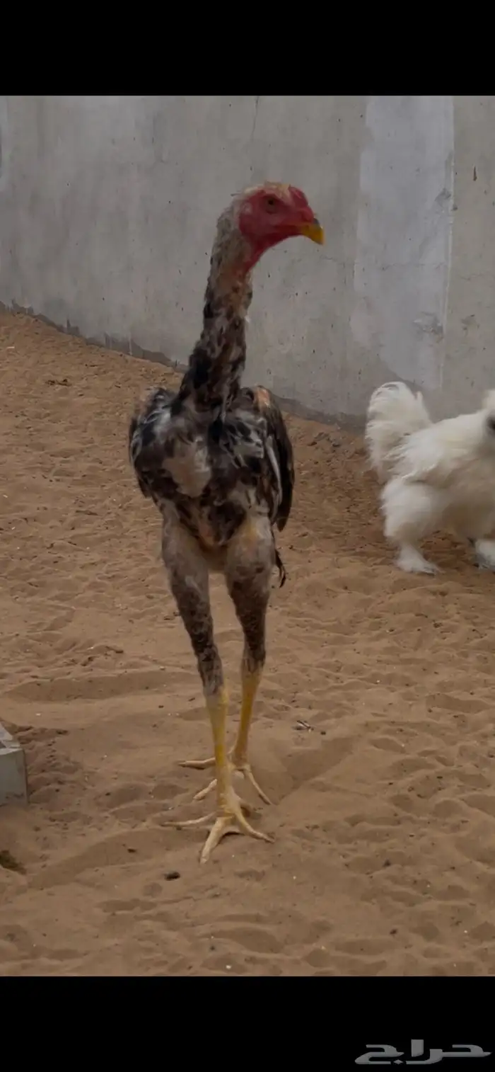 ديك ودجاجه شامويباني 3
