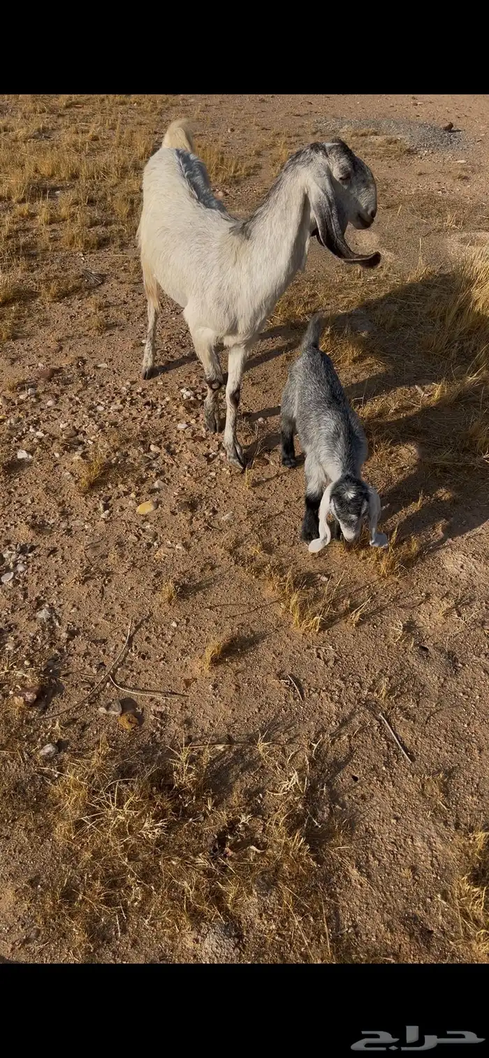 معزا مواليد 1