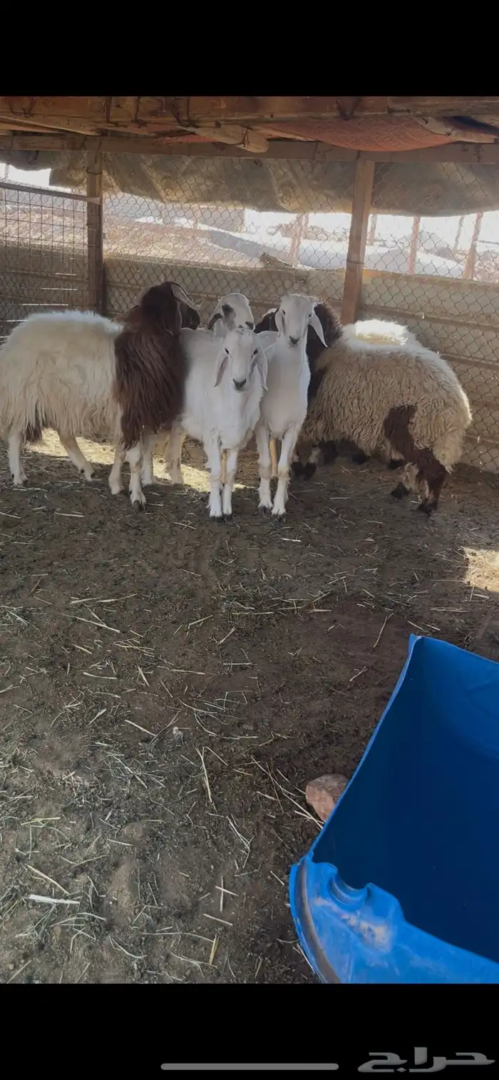 ذبيحتك إلى باب بيتك 7