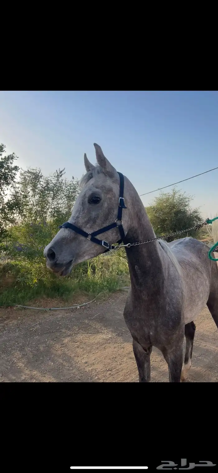 خيل عربيه اصيلة 2